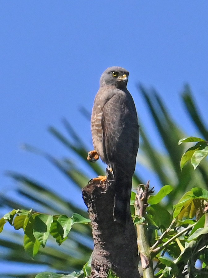 Roadside Hawk - ML646925345