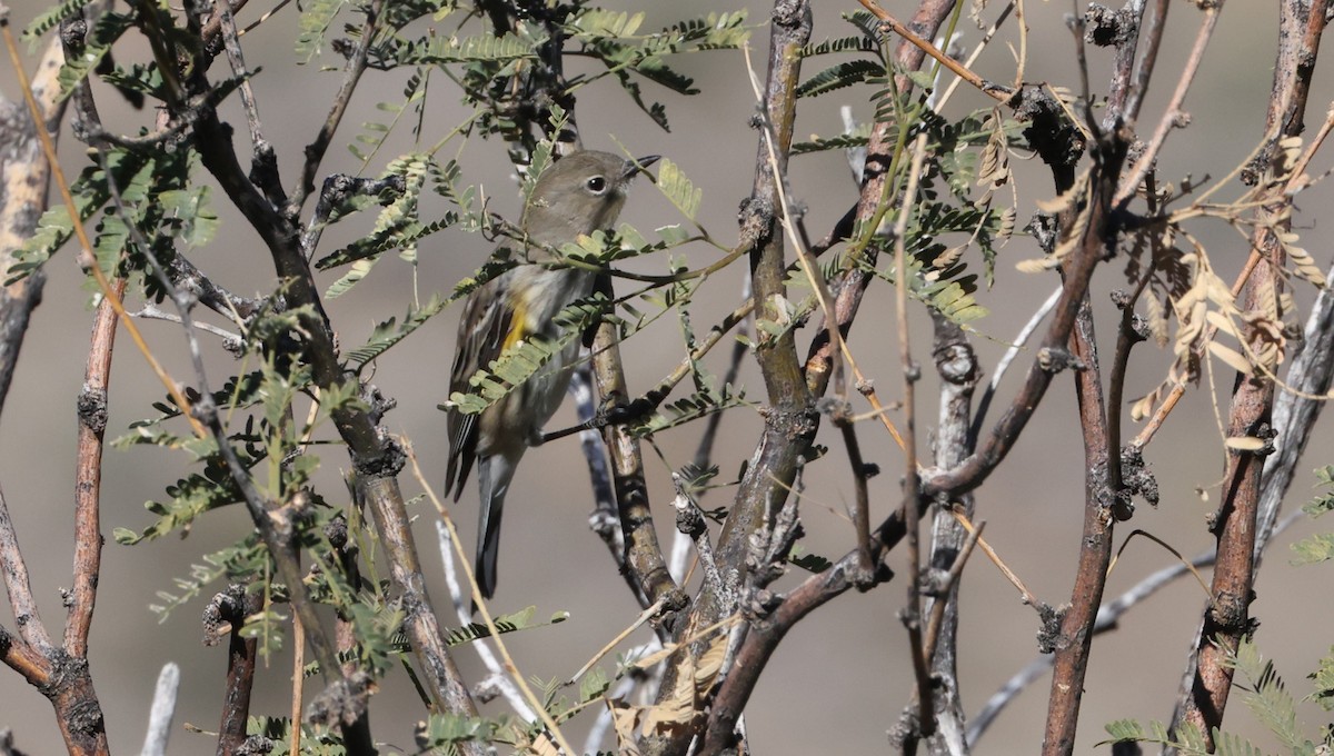 Yellow-rumped Warbler (Audubon's) - ML646925348