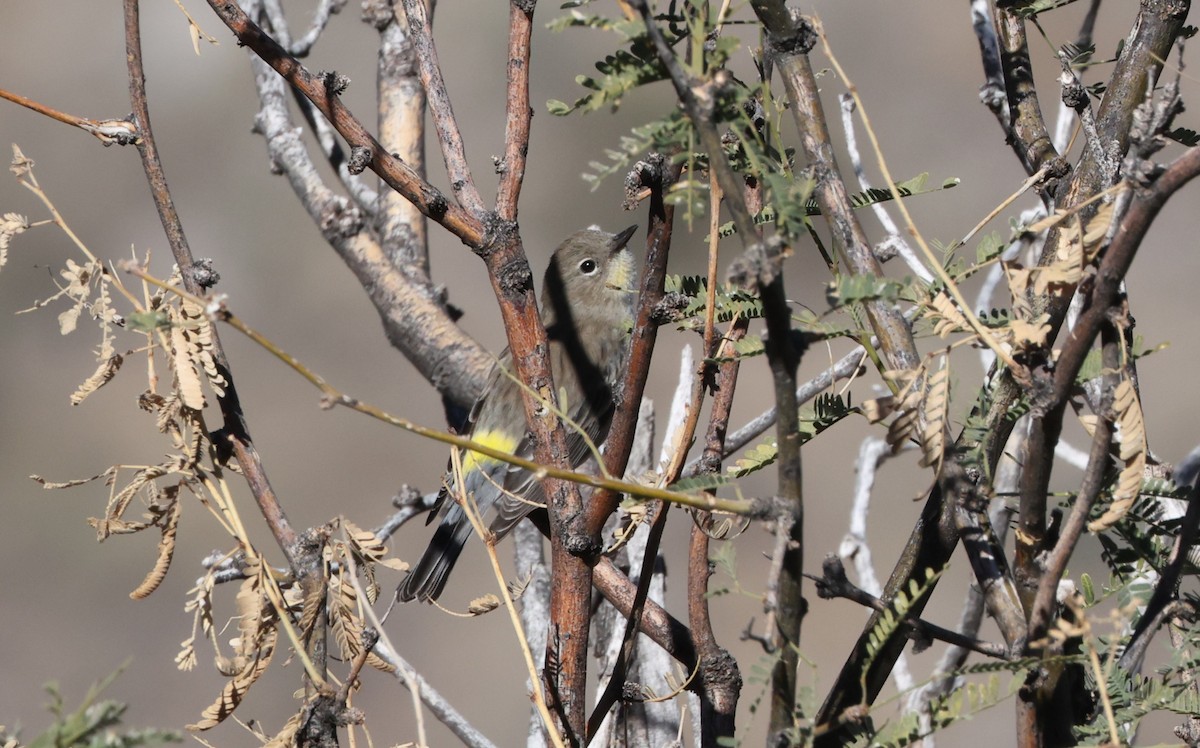 Yellow-rumped Warbler (Audubon's) - ML646925352