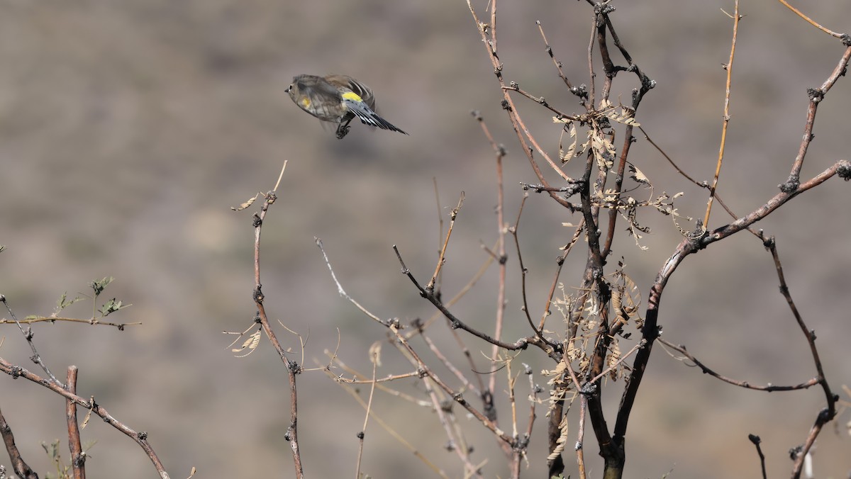Yellow-rumped Warbler (Audubon's) - ML646925354