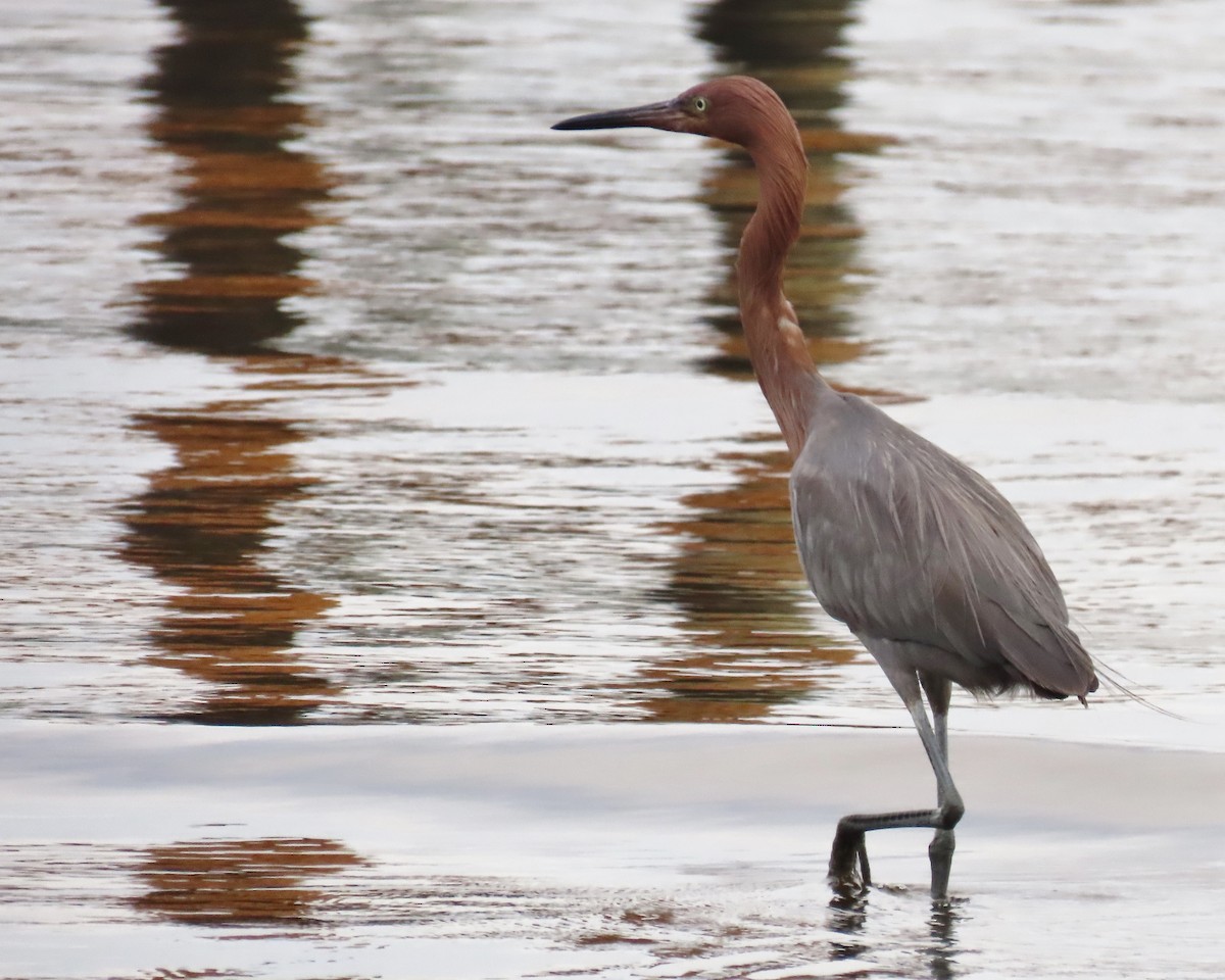 Reddish Egret - ML646925373