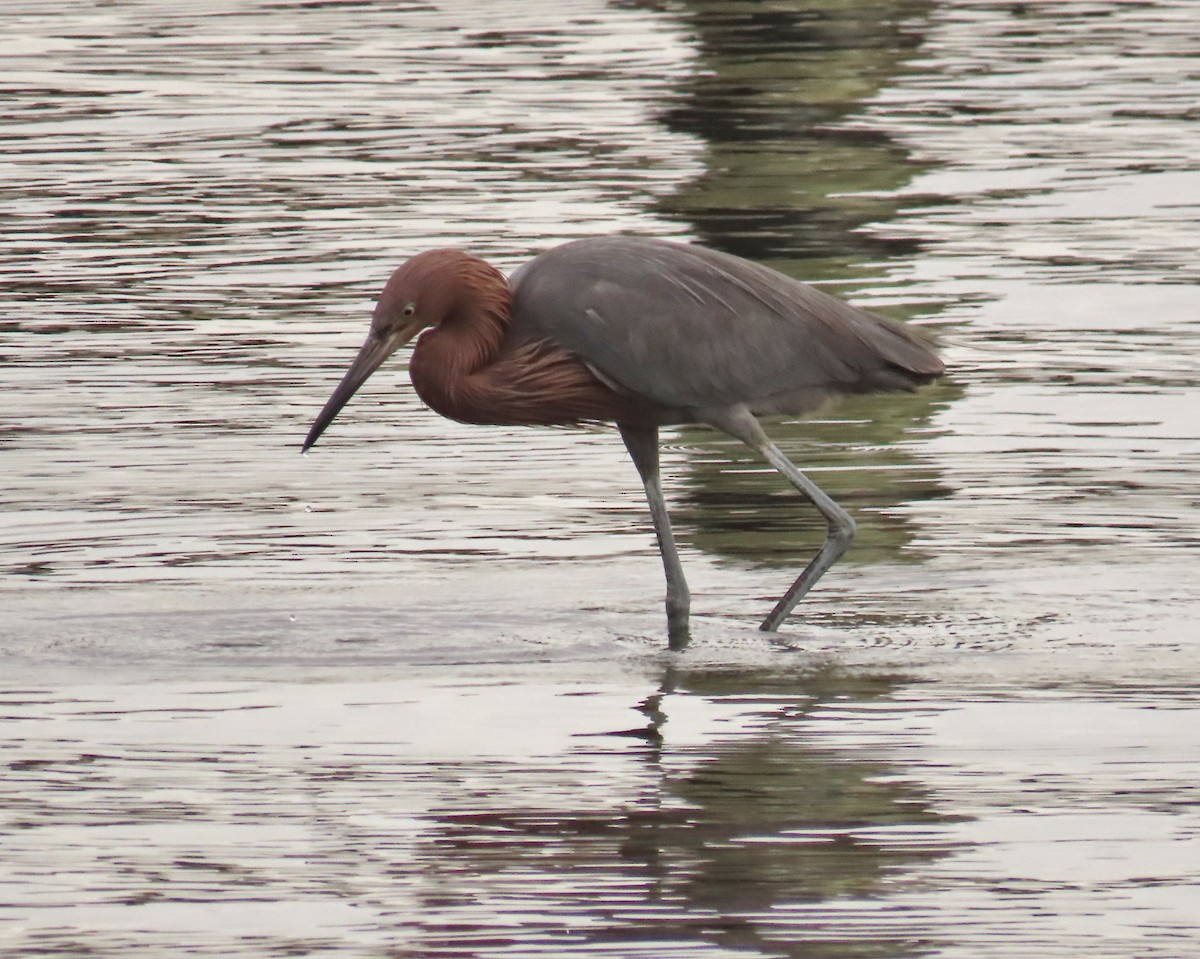 Reddish Egret - ML646925374