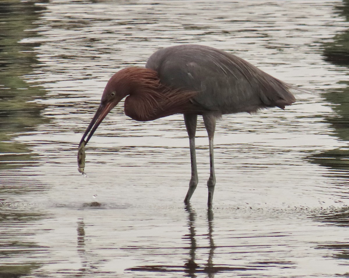 Reddish Egret - ML646925375