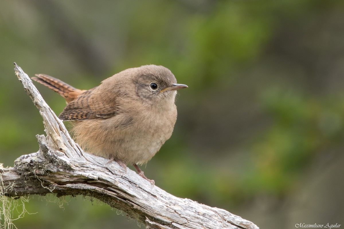 Southern House Wren - ML646925391