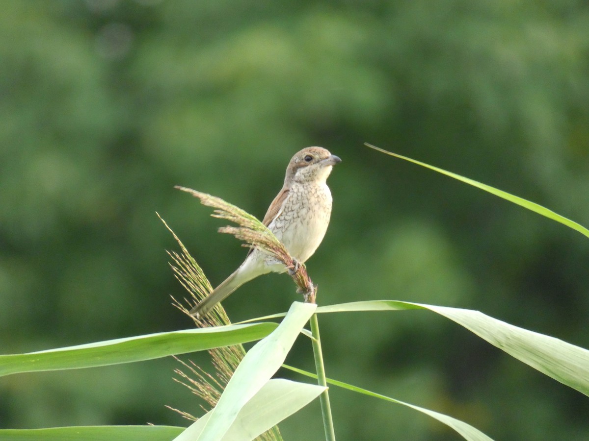 ťuhýk obecný - ML646925410