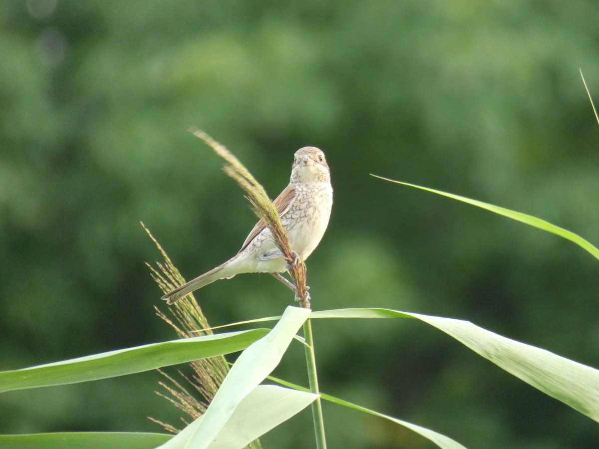 ťuhýk obecný - ML646925411