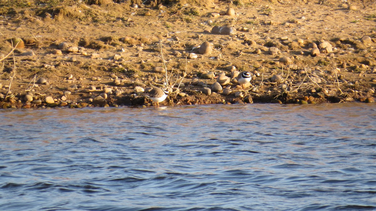 Chorlitejo Grande - ML646925412