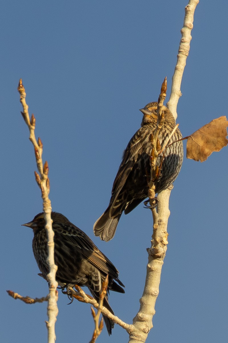 Red-winged Blackbird - ML646925413
