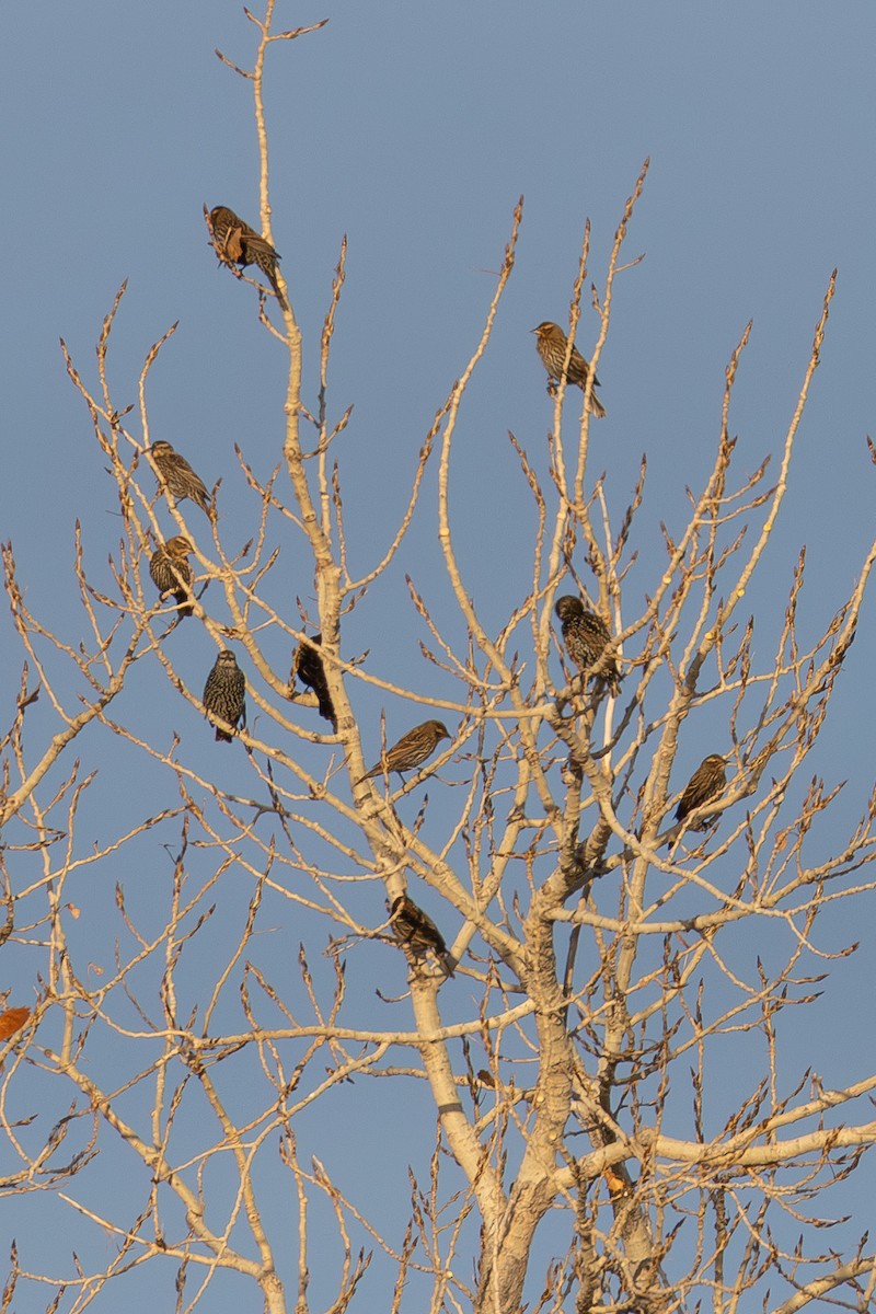 Red-winged Blackbird - ML646925414