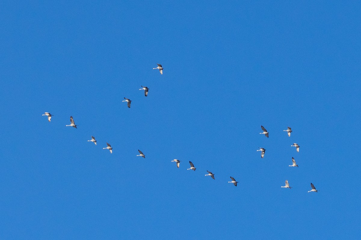 Grue du Canada - ML646925440