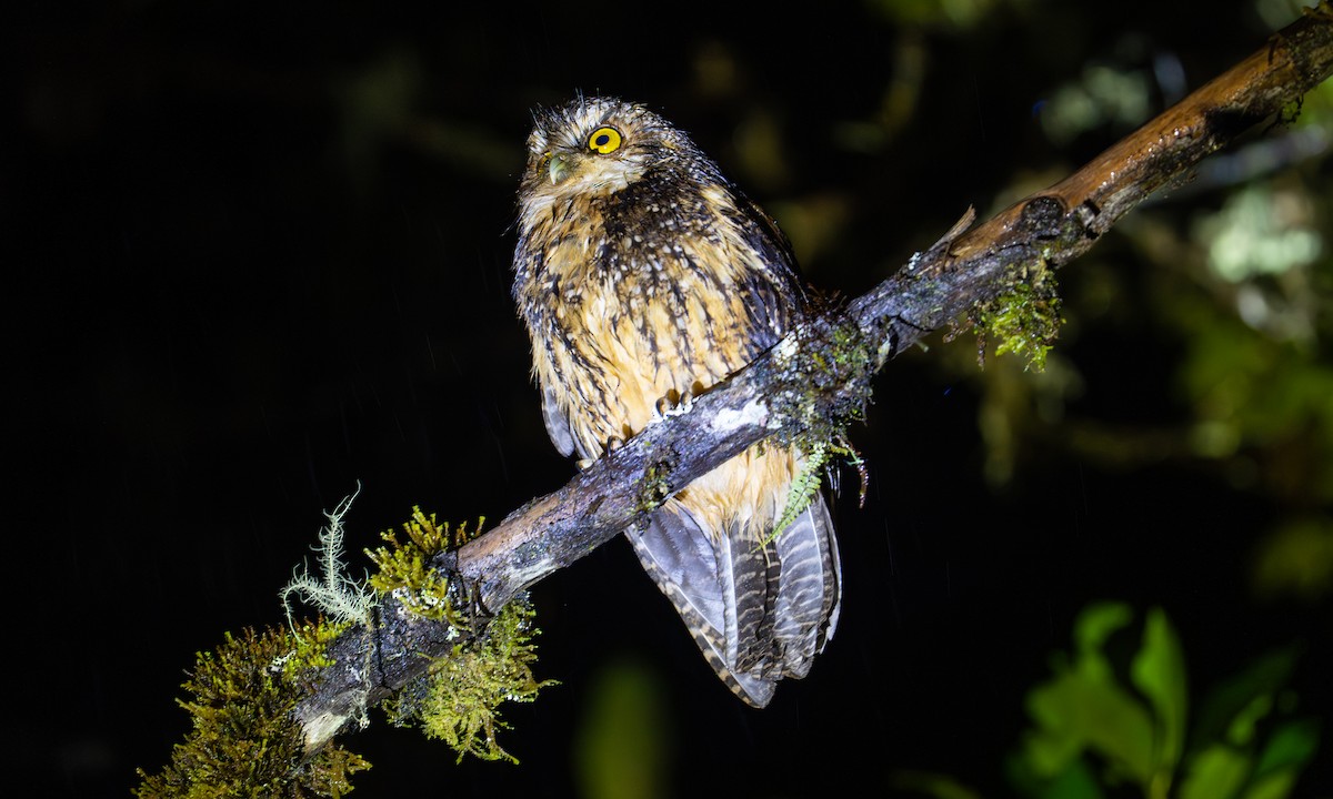 White-throated Screech-Owl - ML646925441