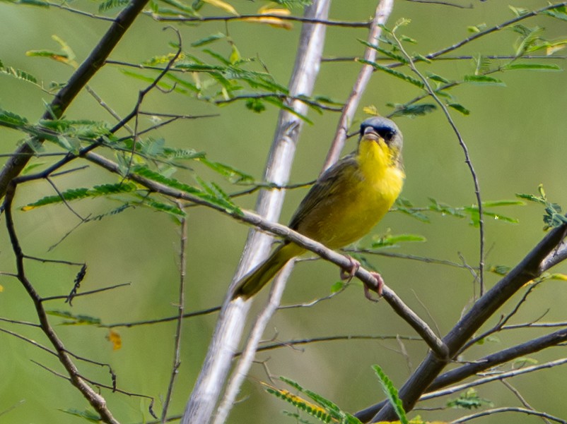 Paruline à calotte grise - ML646925445