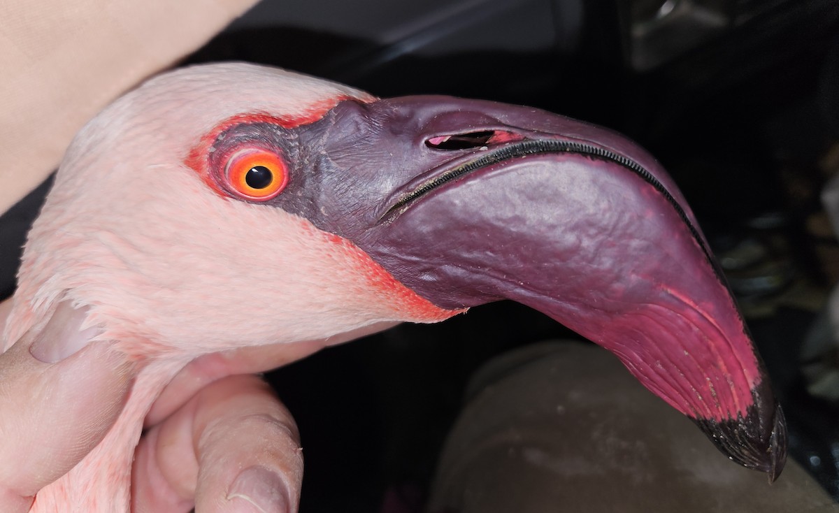 Lesser Flamingo - ML646925446