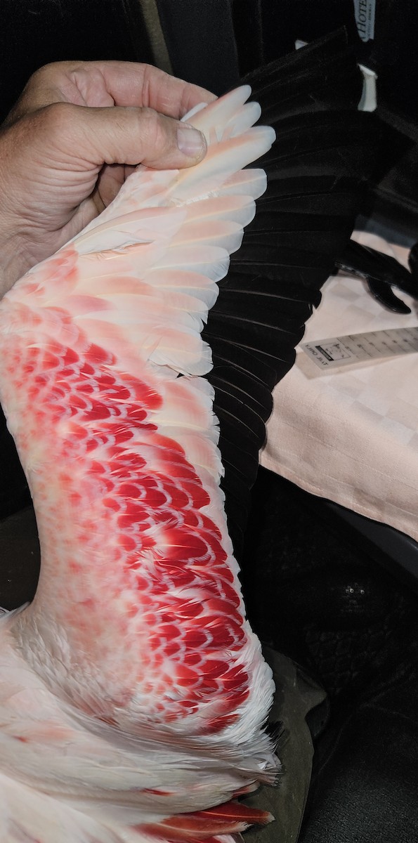 Lesser Flamingo - ML646925447