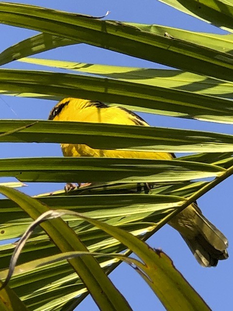Baglafecht Weaver - ML646925451