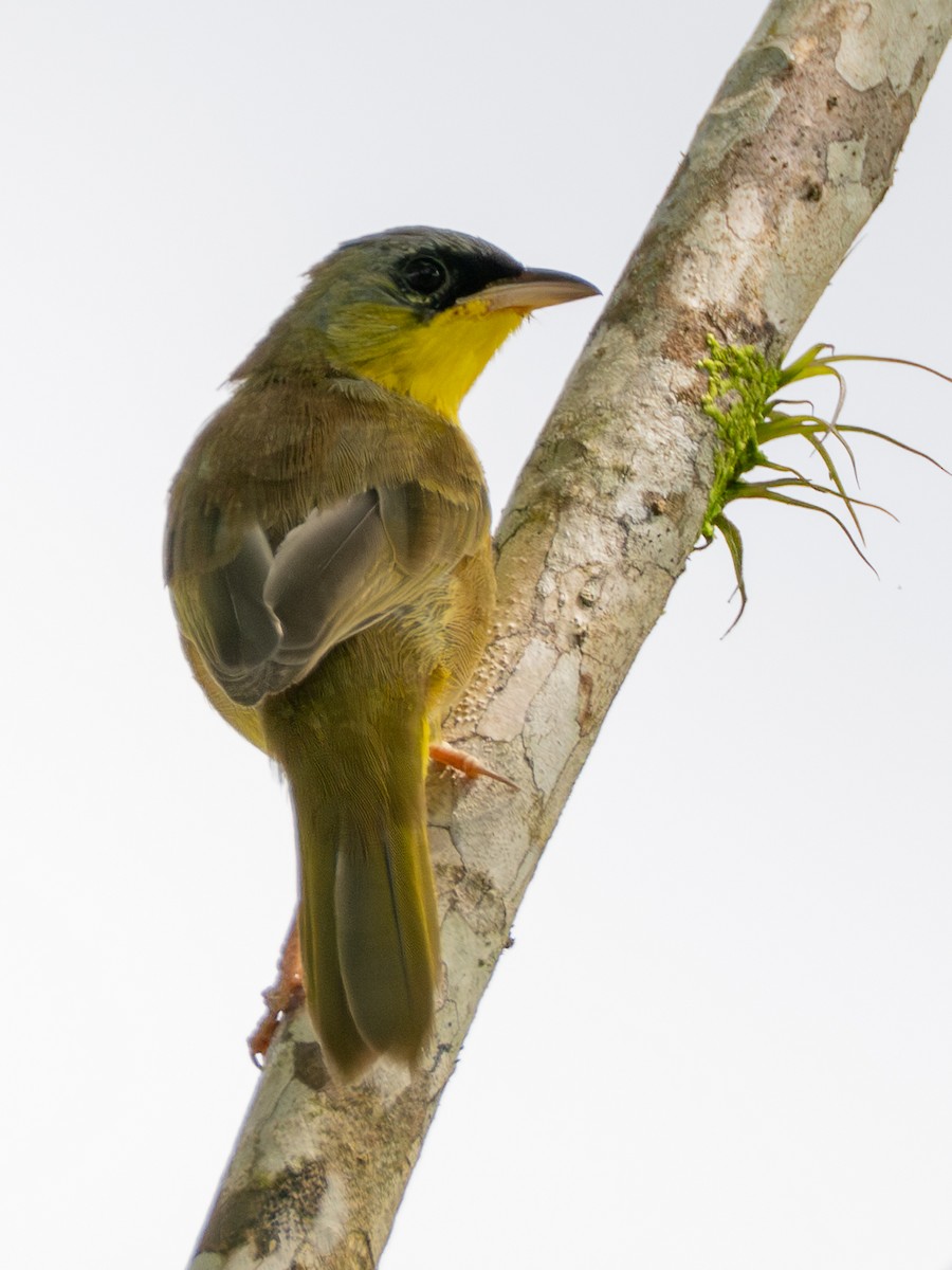 Paruline à calotte grise - ML646925452