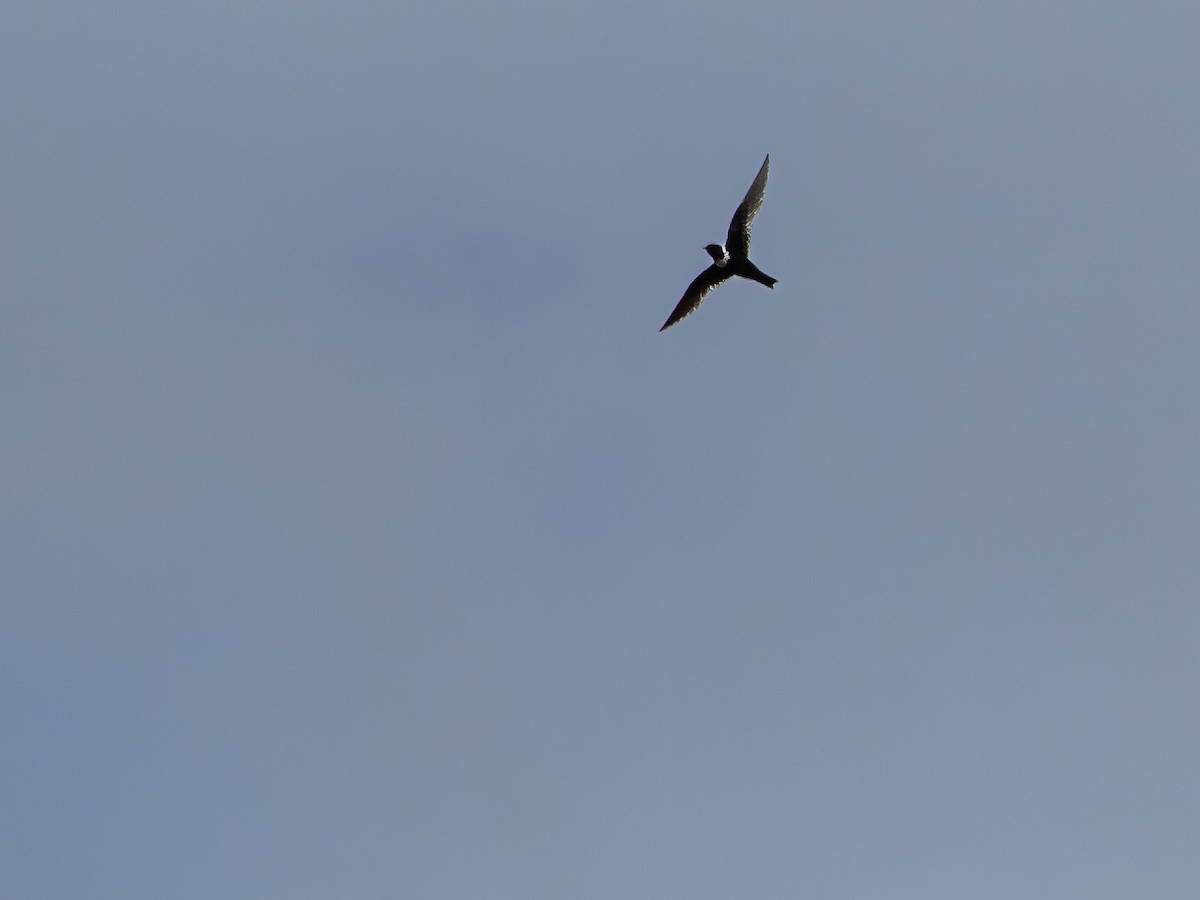 White-collared Swift - ML646925454