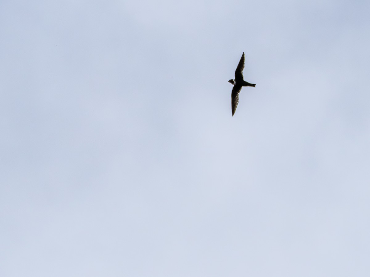 White-collared Swift - ML646925455