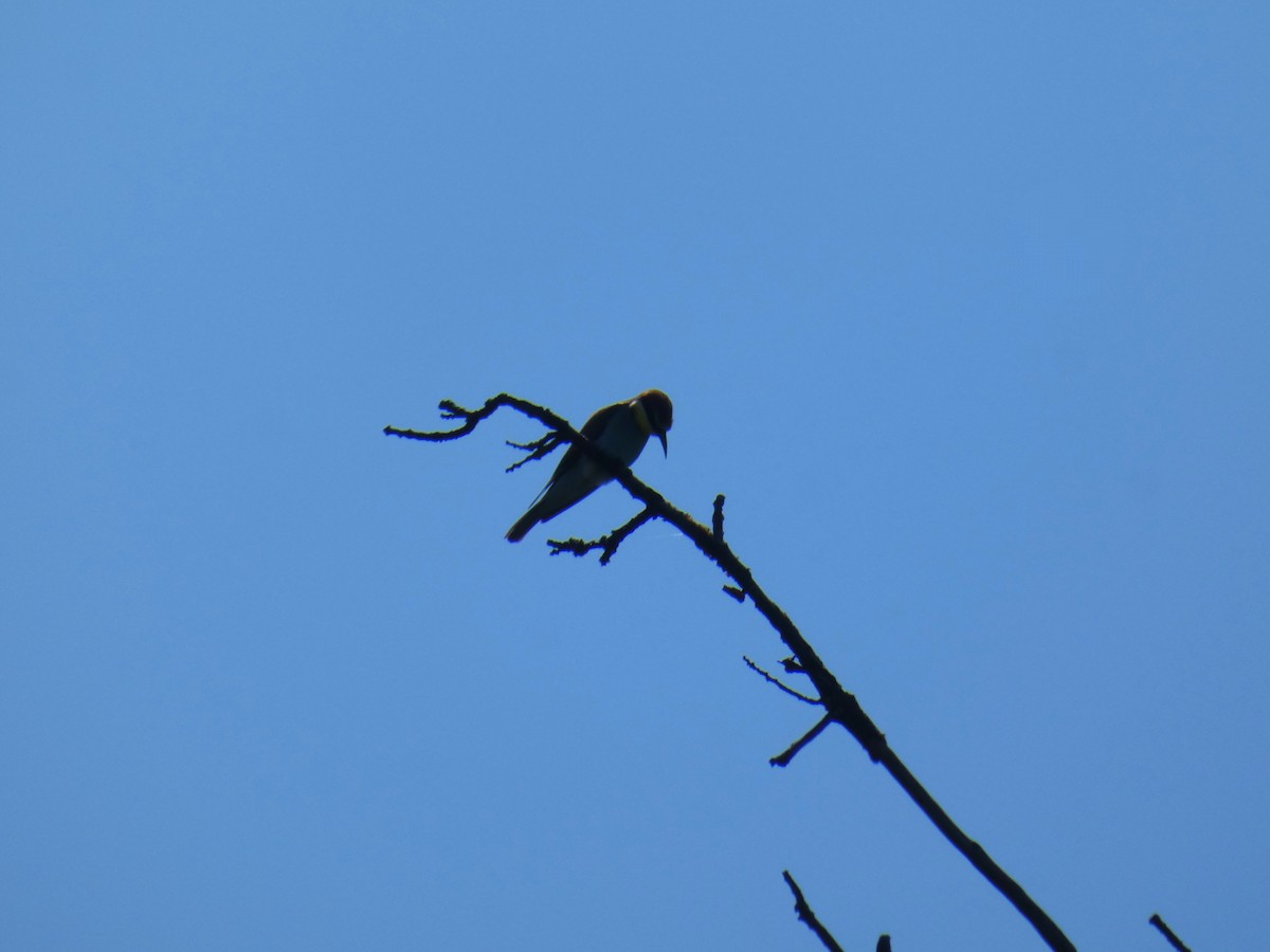 European Bee-eater - ML646925463