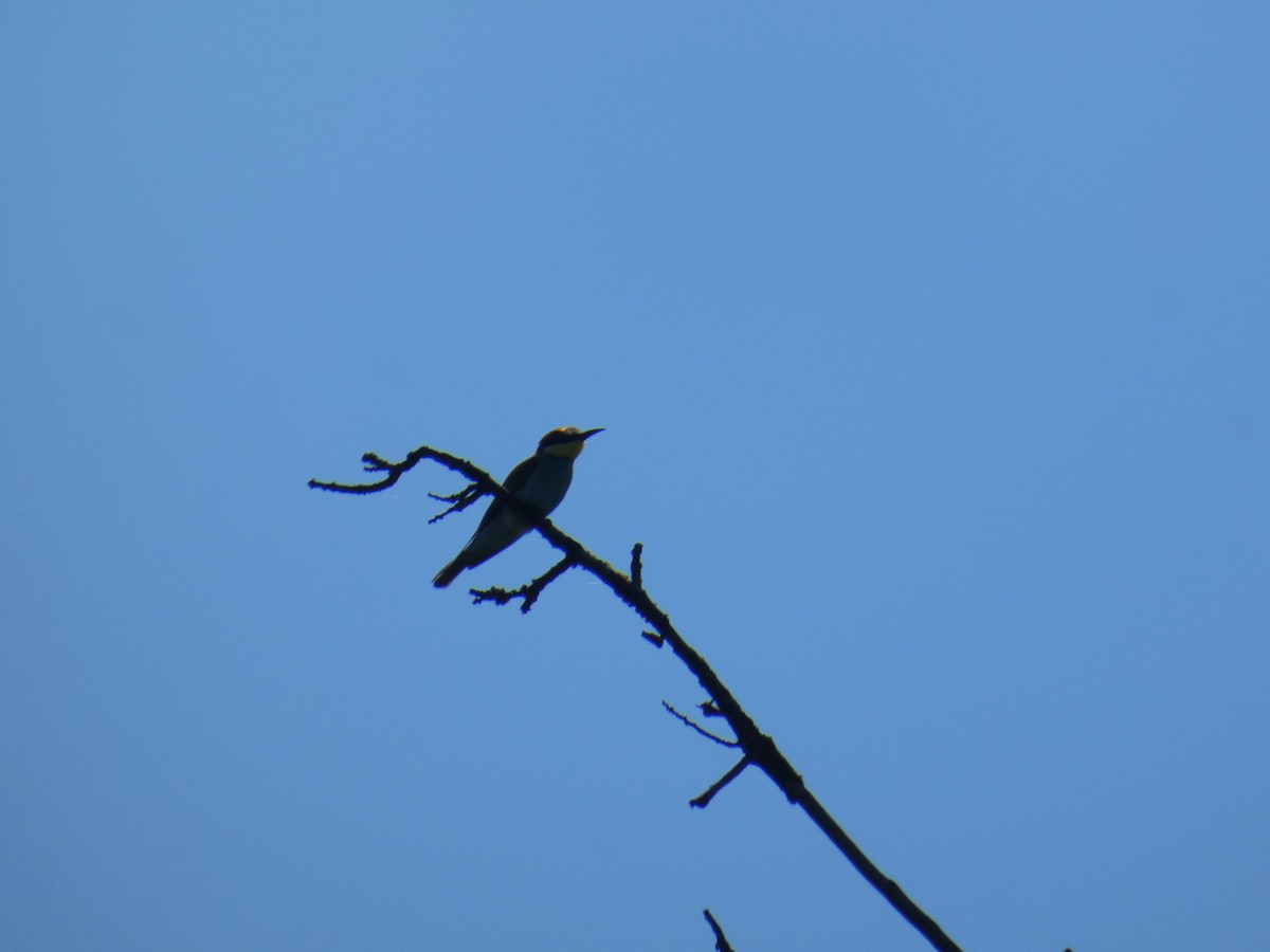 European Bee-eater - ML646925464