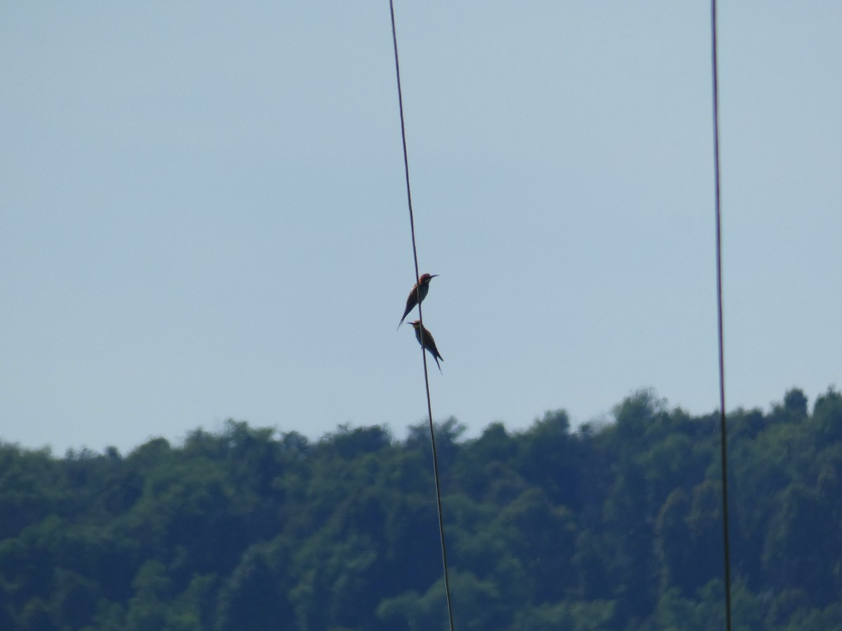 European Bee-eater - ML646925468