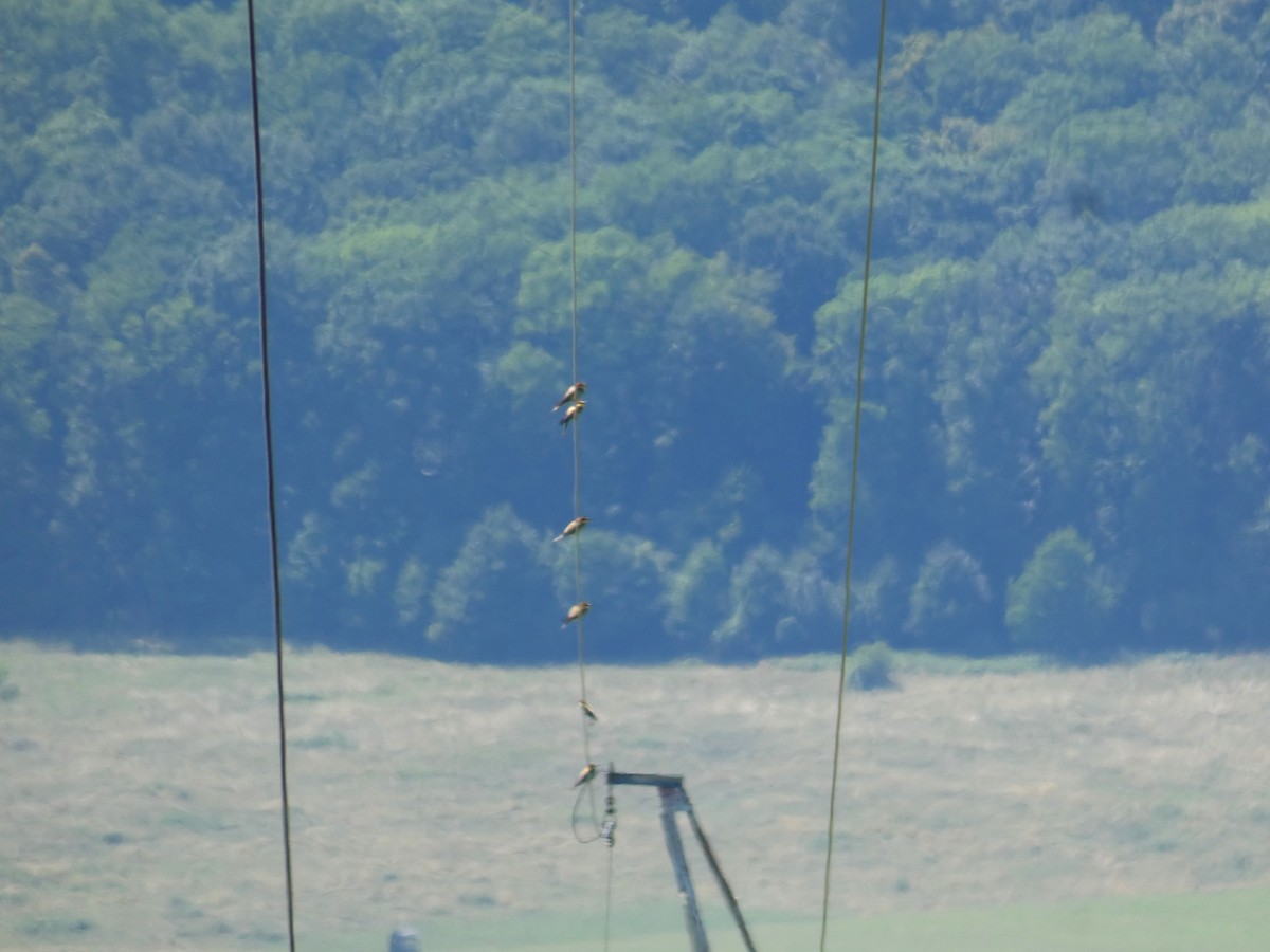 European Bee-eater - ML646925469