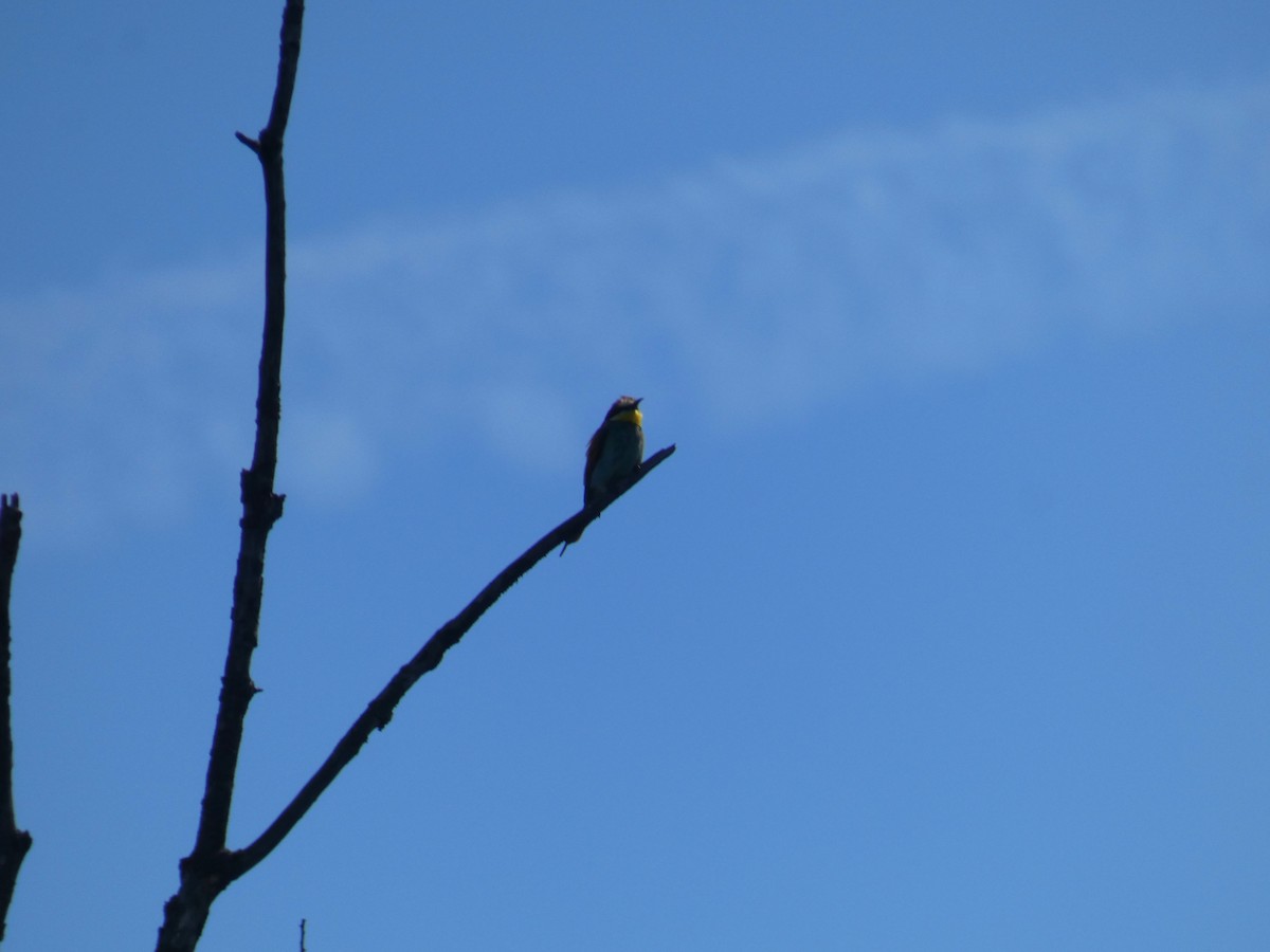 European Bee-eater - ML646925470