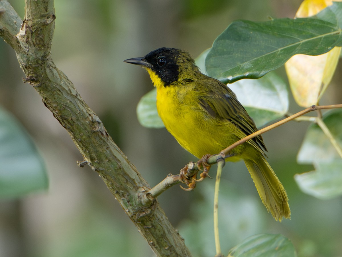 Paruline des bambous - ML646925475