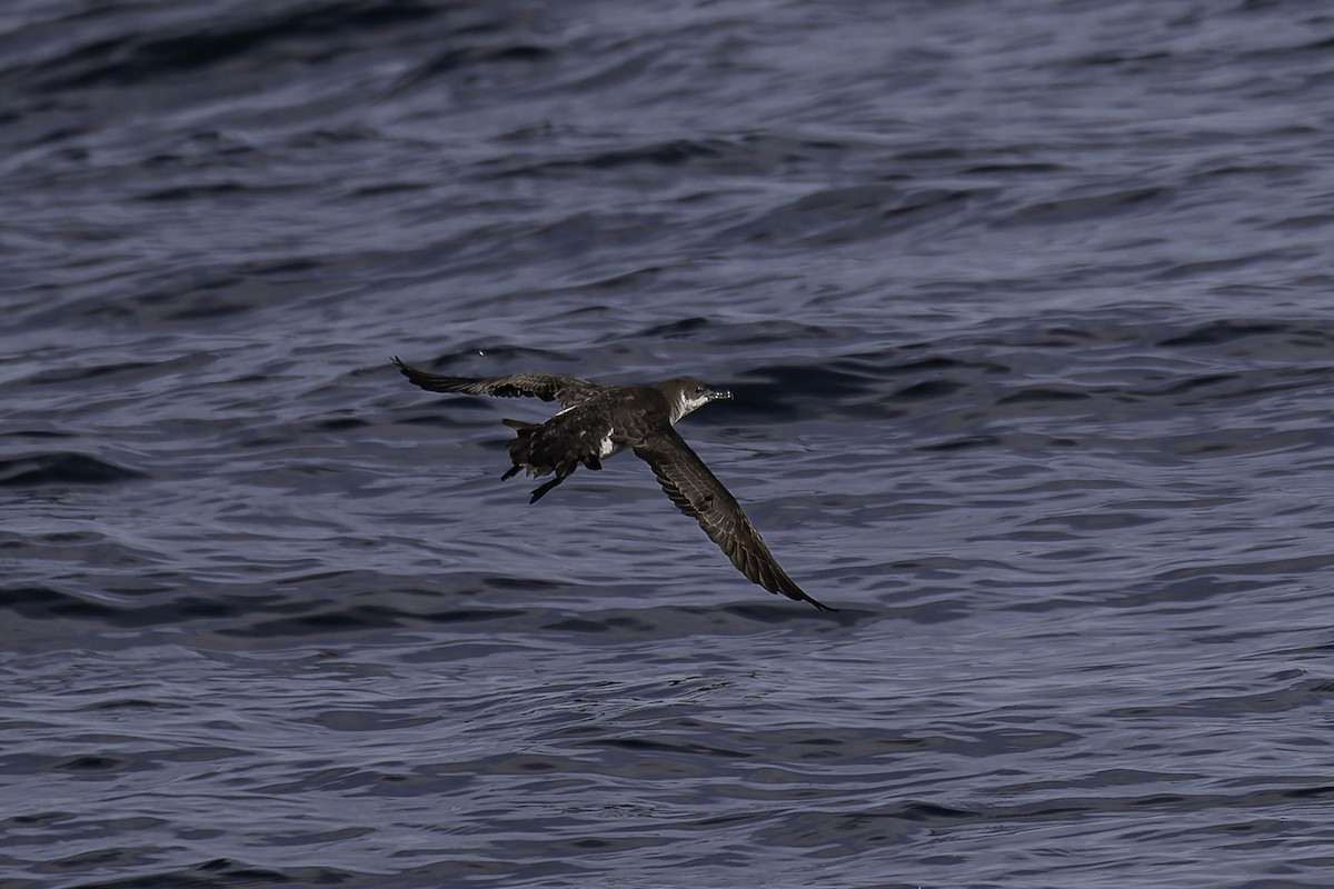 Manx Shearwater - ML646925488