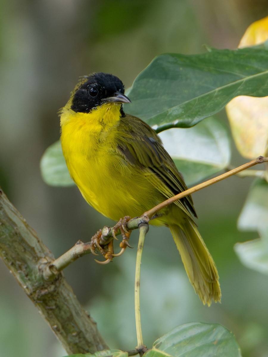 Paruline des bambous - ML646925489