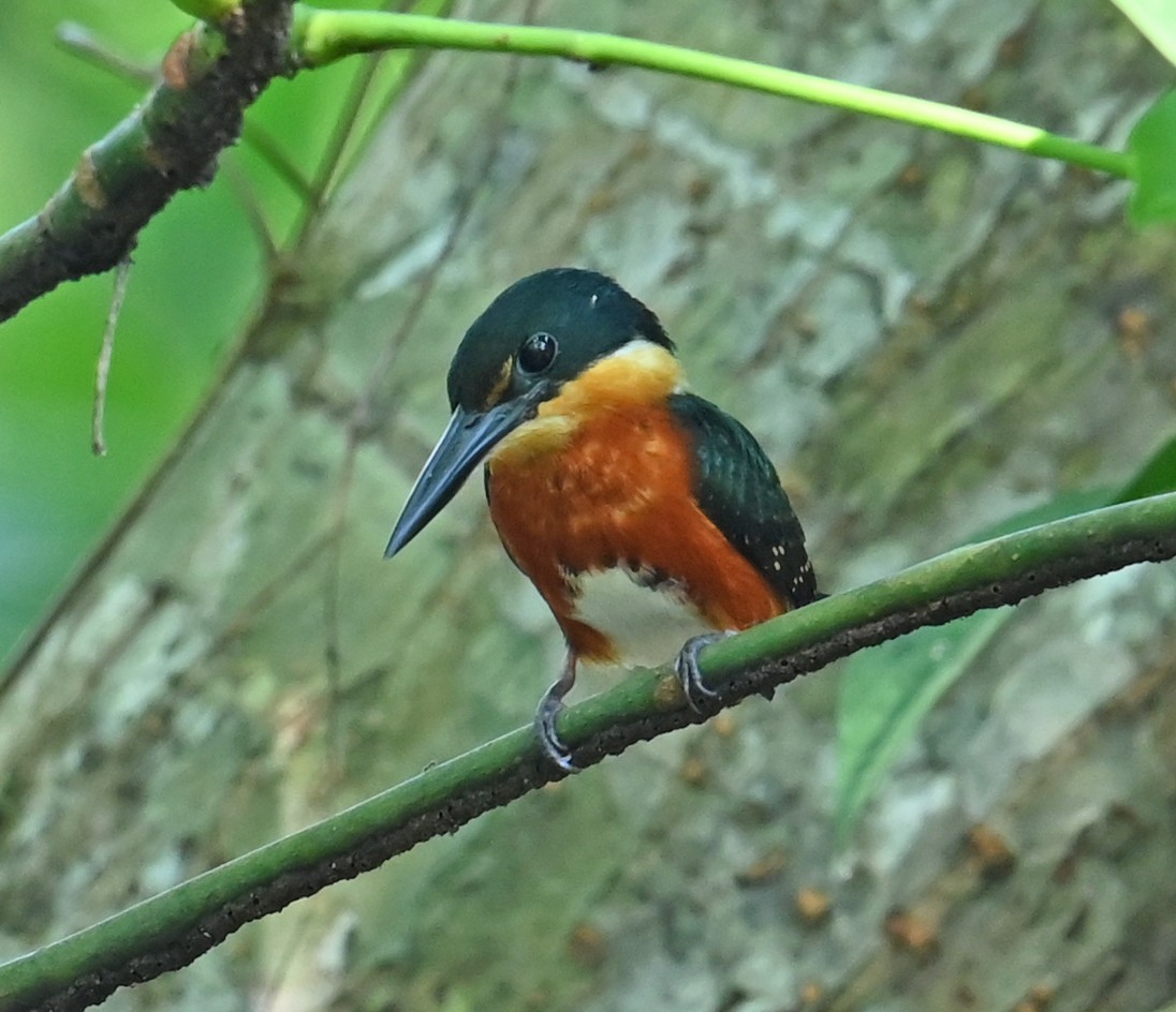 bronseisfugl - ML646925494