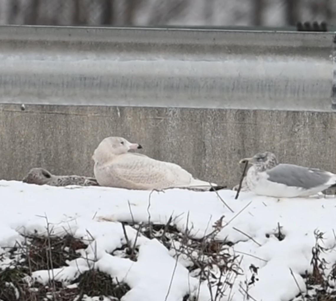 Gavión Hiperbóreo - ML646925501