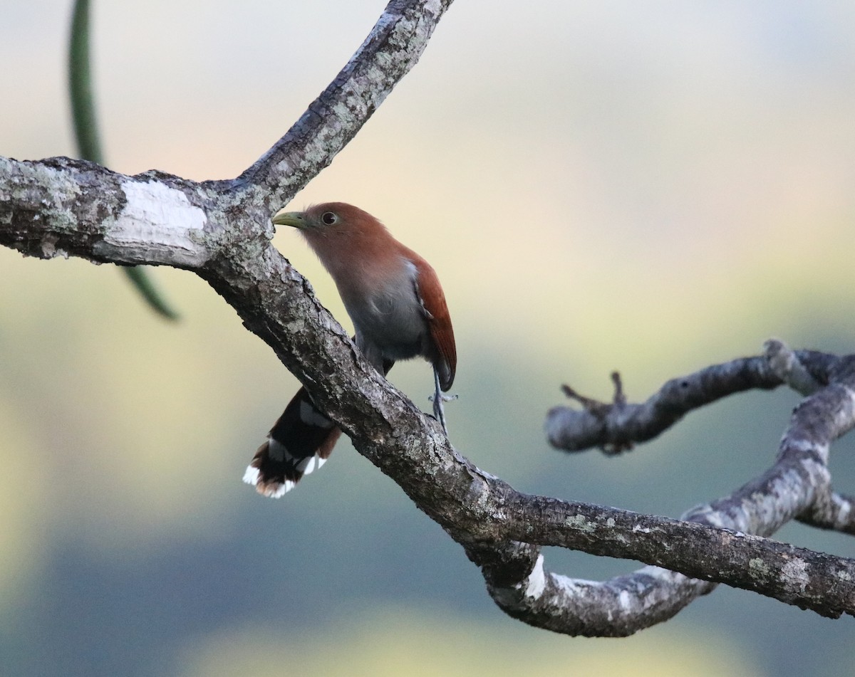 Common Squirrel-Cuckoo - ML646925524