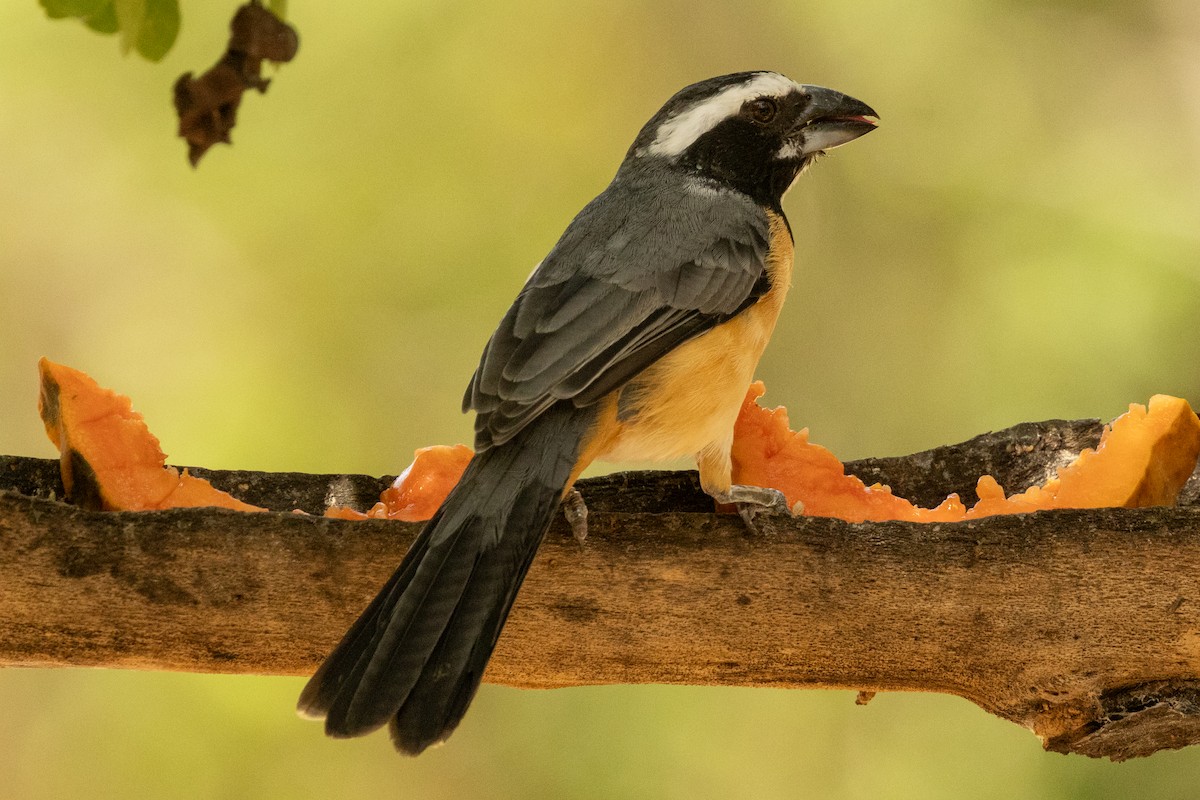 Orinocan Saltator - ML646925542