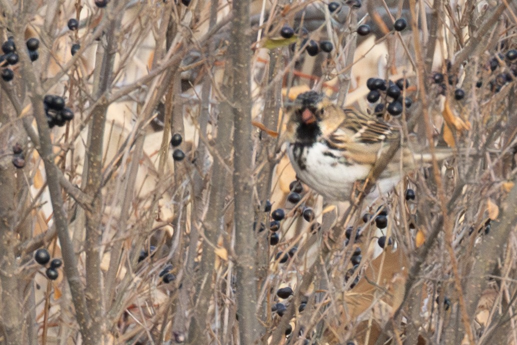 Harris's Sparrow - ML646925544