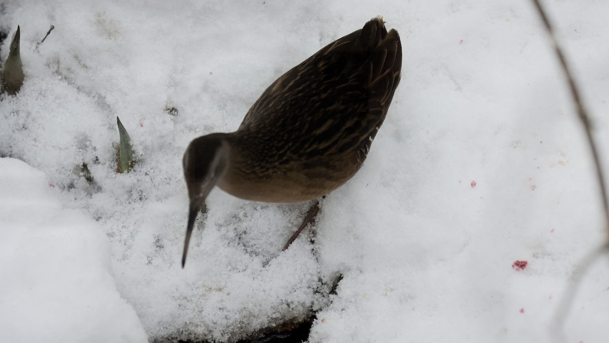 Virginia Rail - ML646925546