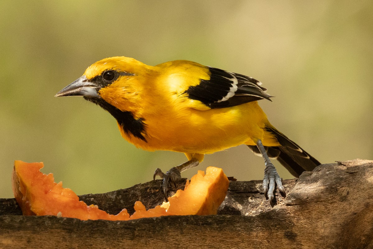 Yellow Oriole - ML646925548