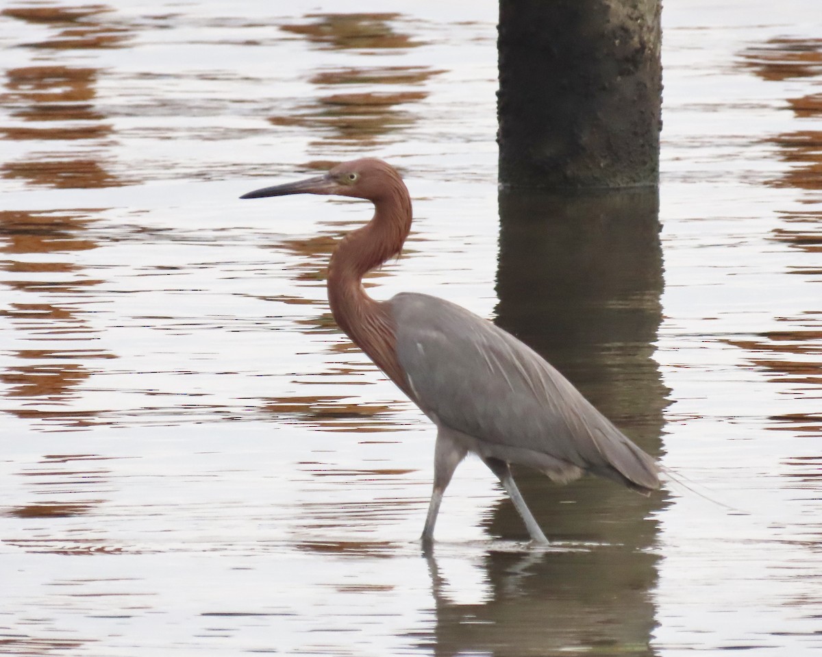Reddish Egret - ML646925573