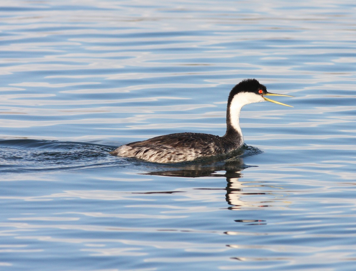 Murgil mendebaldarra - ML646925576
