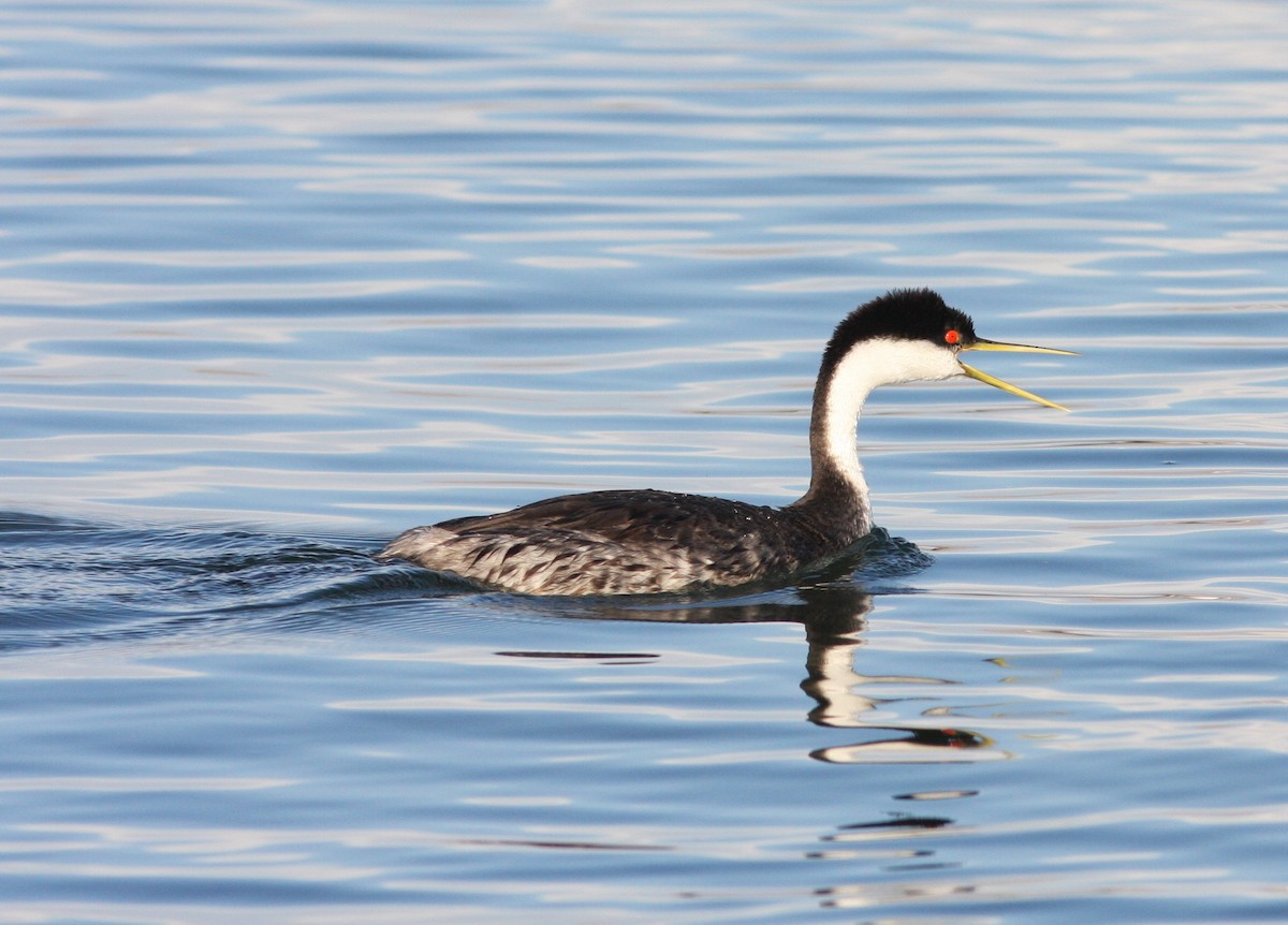 Murgil mendebaldarra - ML646925577