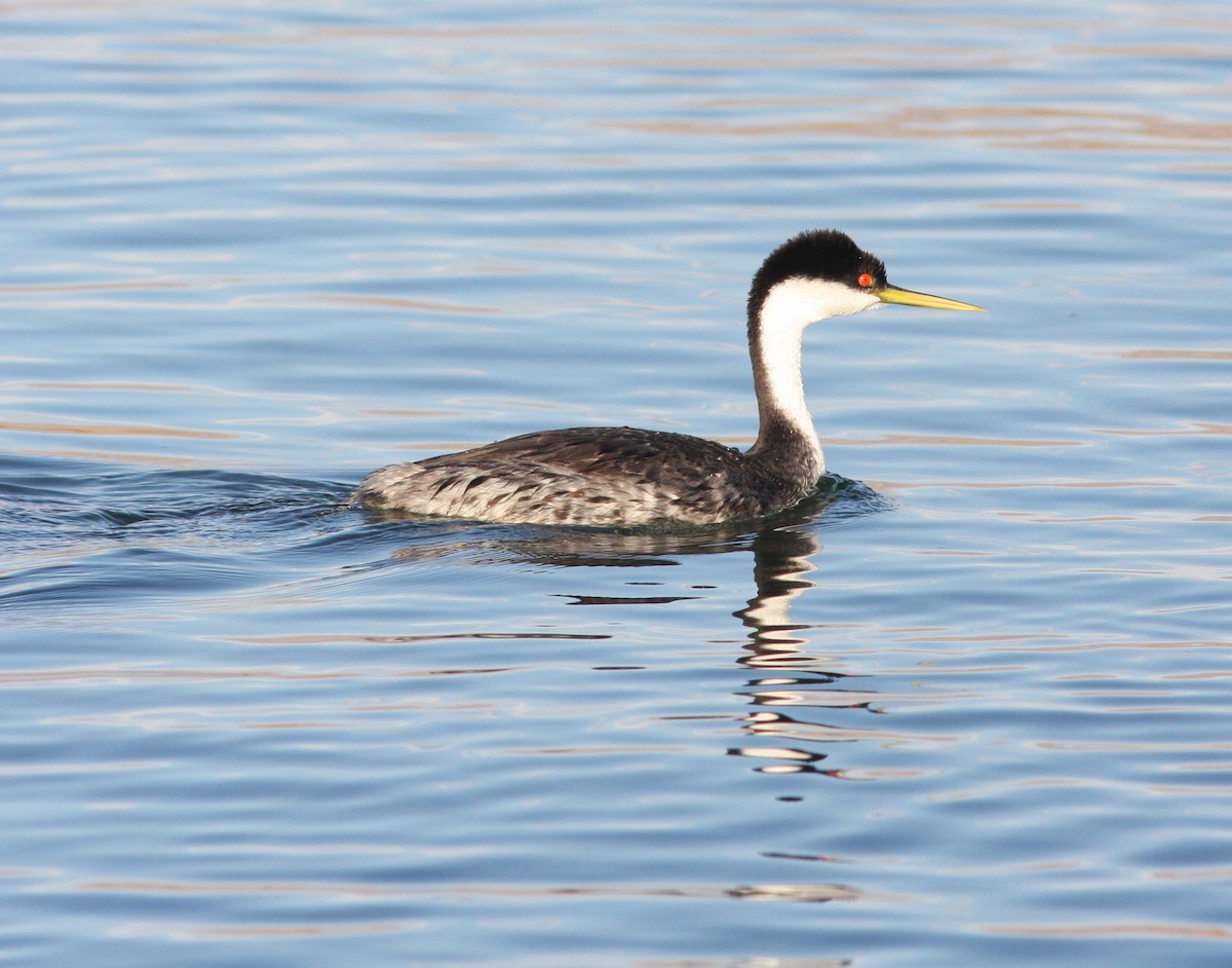Murgil mendebaldarra - ML646925578