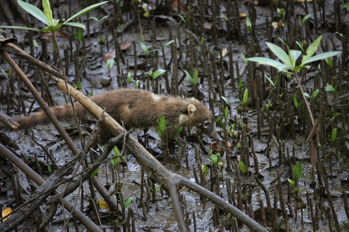 White-nosed Coati - ML646925584
