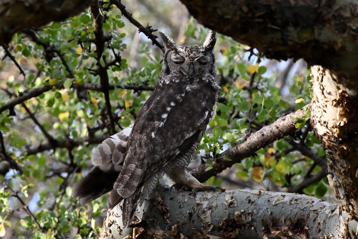 Grayish Eagle-Owl - ML646925586