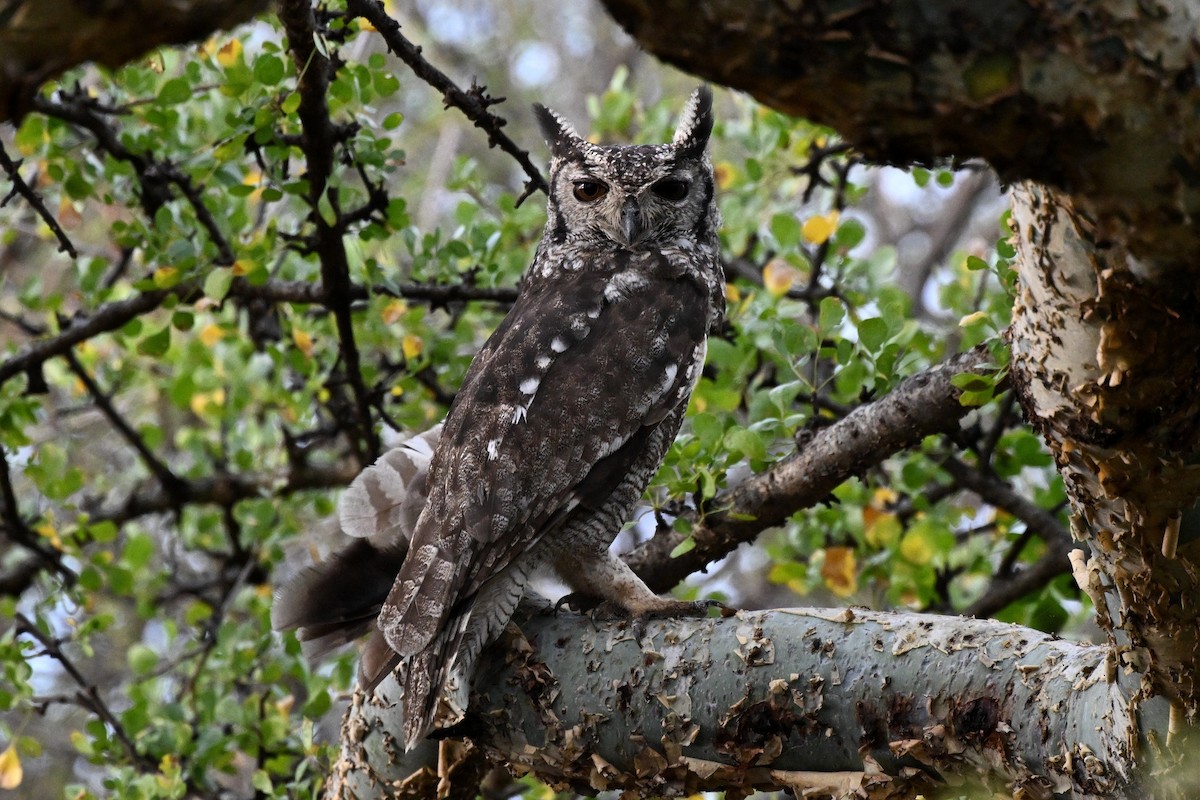 Grayish Eagle-Owl - ML646925587