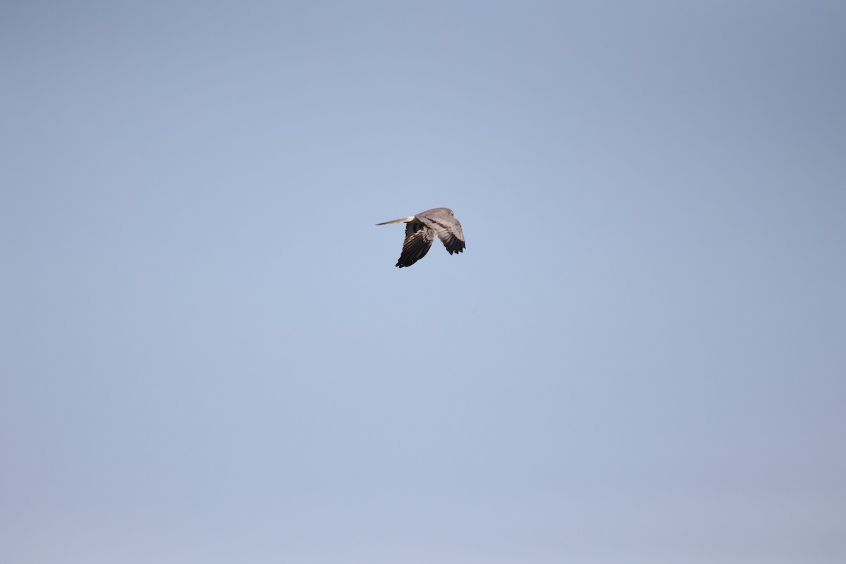 Луговой лунь - ML646925588