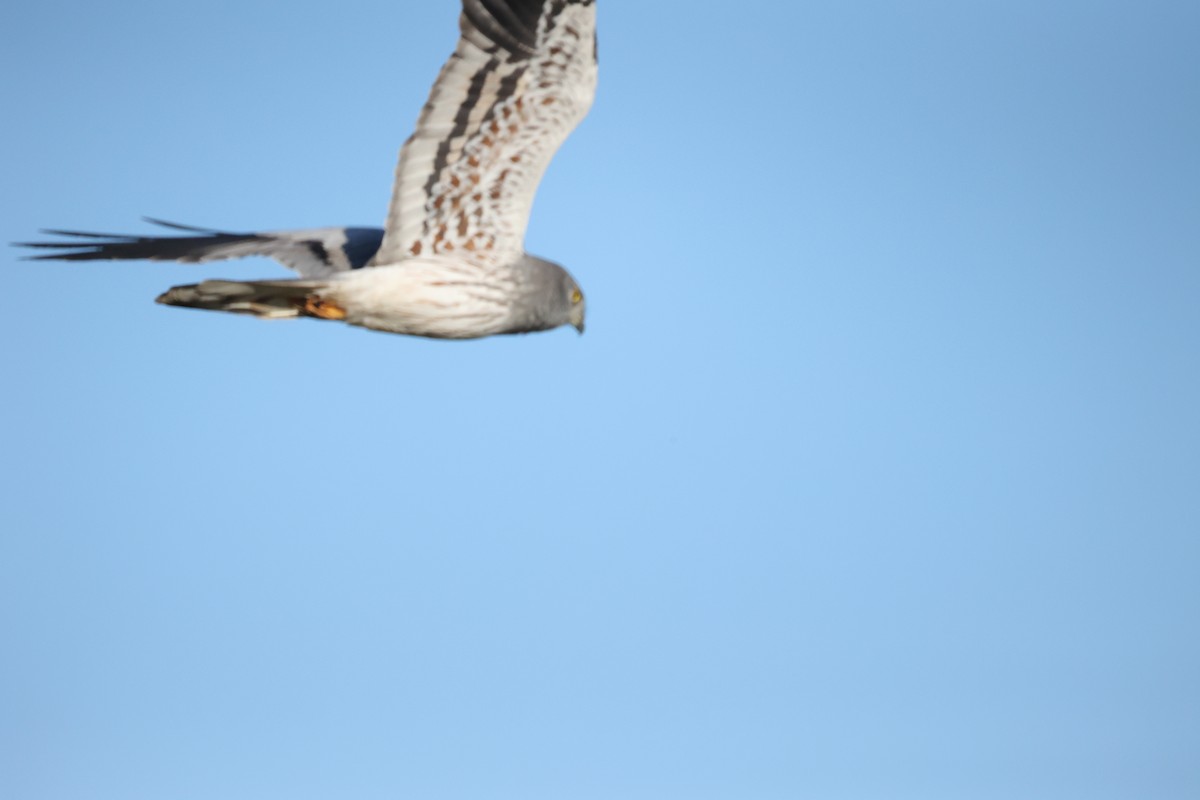 Луговой лунь - ML646925589