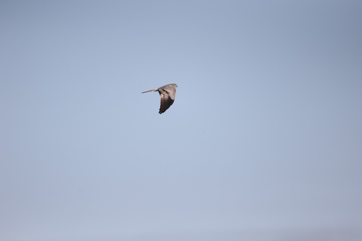 Луговой лунь - ML646925590