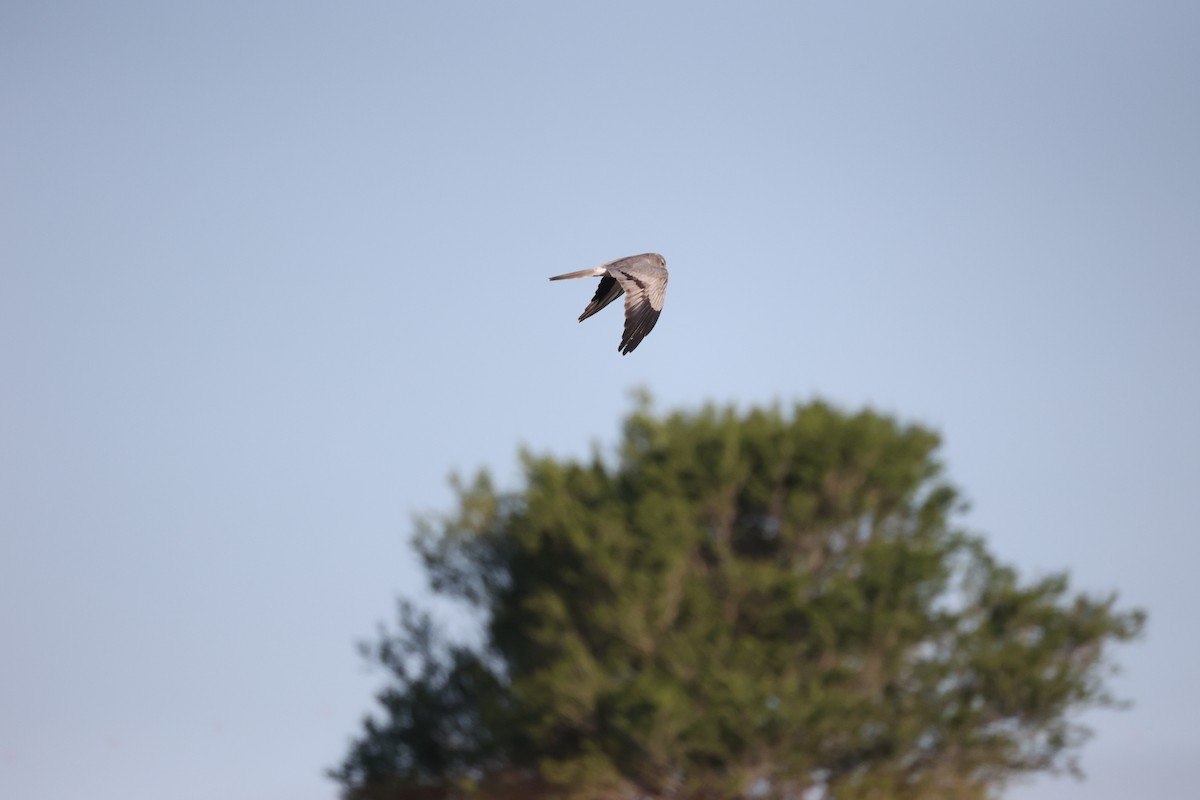 Луговой лунь - ML646925592