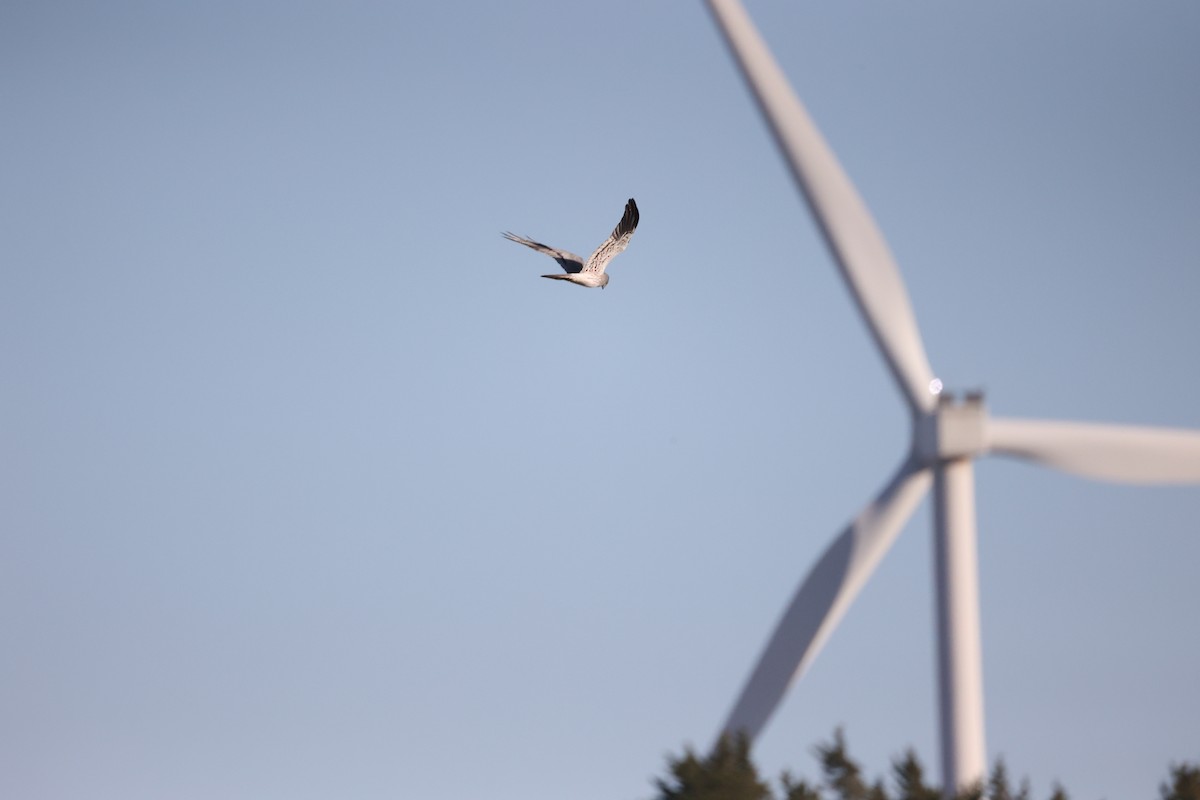 Луговой лунь - ML646925593