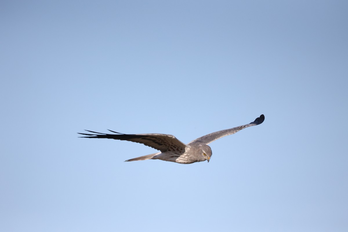 Луговой лунь - ML646925594